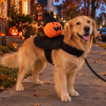 PetZen™ Spooky Rider Halloween Costume